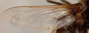 Media type: image;   Entomology 12696 Aspect: wing